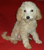 Millie, a female Poodle - Miniature  for sale in Butler, OH – 3 of 8