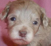 Winne, a female Shihpoo for sale in Butler, OH – 4 of 8