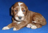 Frankie, a male Cockapoo for sale in Butler, OH – 3 of 5