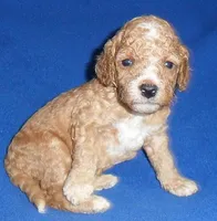 Teddy, a male Cockapoo for sale in Butler, OH – 4 of 8