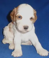 Ollie, a male Cockapoo for sale in Butler, OH – 5 of 6