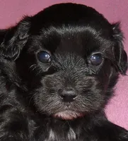 Cinders, a female Shihpoo for sale in Butler, OH – 6 of 8