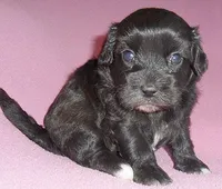 Cinders, a female Shihpoo for sale in Butler, OH – 5 of 8