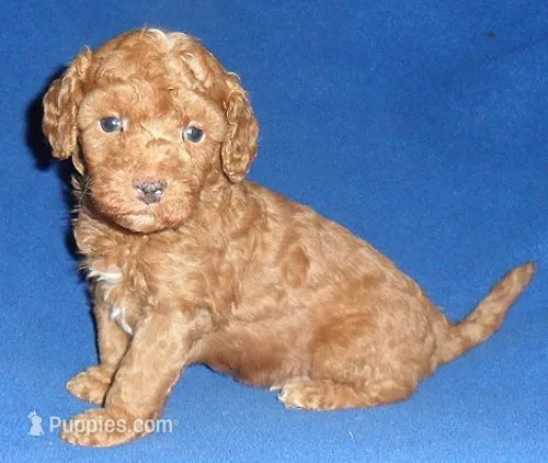 Rusty – Poodle - Miniature  puppy for sale in Butler, OH