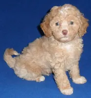 Baxter, a male Shihpoo for sale in Butler, OH – 3 of 6