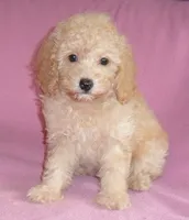 Lilly, a female Poodle - Miniature  for sale in Butler, OH – 2 of 6