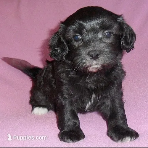 Cinders – Shihpoo puppy for sale in Butler, OH