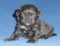 Toby, a male Shihpoo for sale in Butler, OH – 5 of 6