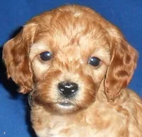 processed/674b0433-0dcd-4d03-af26-0ba9caa3d794/listing/dc095841-2c0c-43ac-a49d-6940bf3ff6af/52af0832-fb62-47dd-aaed-bb75b34bd058