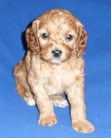 processed/674b0433-0dcd-4d03-af26-0ba9caa3d794/listing/dc095841-2c0c-43ac-a49d-6940bf3ff6af/c75229eb-8dc6-4428-a566-12f2b6bbad7b