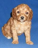 processed/674b0433-0dcd-4d03-af26-0ba9caa3d794/listing/dc095841-2c0c-43ac-a49d-6940bf3ff6af/d303c48c-2406-4b29-b256-a38feff1cab2