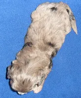 Muffin, a male Shihpoo for sale in Butler, OH – 8 of 8