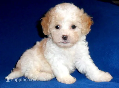 Milo – Shihpoo puppy for sale in Butler, OH