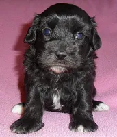 Cinders, a female Shihpoo for sale in Butler, OH – 2 of 8