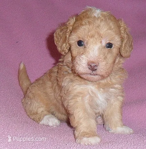 Lilly – Poodle - Miniature  puppy for sale in Butler, OH