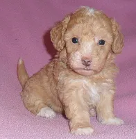 Lilly, a female Poodle - Miniature  for sale in Butler, OH – 1 of 6