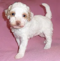 Lola, a female Poodle - Miniature  for sale in Butler, OH – 6 of 6
