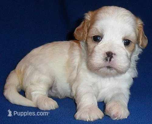 Ripley – Shihpoo puppy for sale in Butler, OH