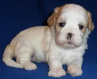 Ripley, a male Shihpoo for sale in Butler, OH – 1 of 9