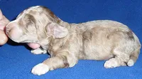 Patches, a male Yorkipoo for sale in Butler, OH – 2 of 4