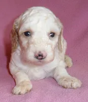 Holly, a female Cockapoo for sale in Butler, OH – 3 of 4