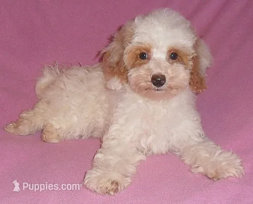 Lola – Poodle - Miniature  puppy for sale in Butler, OH