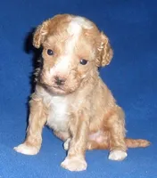 Peanut, a male Poodle - Miniature  for sale in Butler, OH – 3 of 4