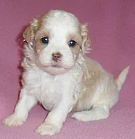Pumpkin, a female Shihpoo for sale in Butler, OH – 1 of 10