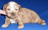 Teddy, a male Shihpoo for sale in Butler, OH – 4 of 4