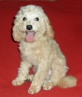 Millie, a female Poodle - Miniature  for sale in Butler, OH – 6 of 8