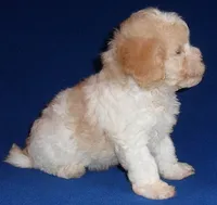 Milo, a male Shihpoo for sale in Butler, OH – 4 of 9