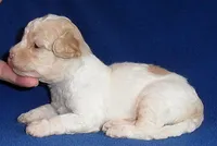 Milo, a male Shihpoo for sale in Butler, OH – 3 of 9