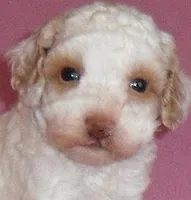 Lola, a female Poodle - Miniature  for sale in Butler, OH – 2 of 6
