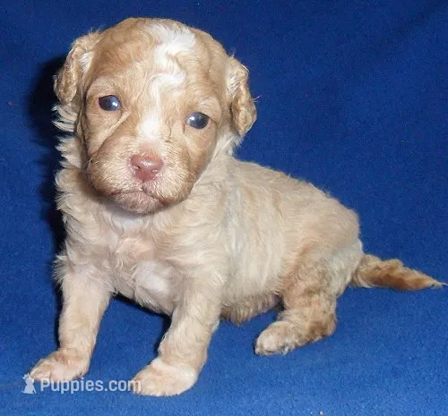Baxter – Shihpoo puppy for sale in Butler, OH