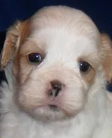 Ripley, a male Shihpoo for sale in Butler, OH – 8 of 9