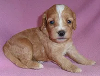Molly, a female Cockapoo for sale in Butler, OH – 4 of 7