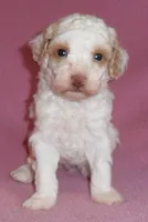 Lola, a female Poodle - Miniature  for sale in Butler, OH – 4 of 6
