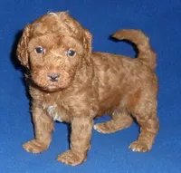 Rusty, a male Poodle - Miniature  for sale in Butler, OH – 3 of 6