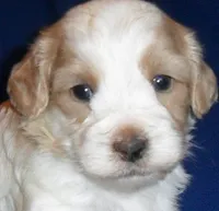 Benji, a male Shihpoo for sale in Butler, OH – 2 of 8