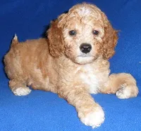 Teddy, a male Cockapoo for sale in Butler, OH – 2 of 8