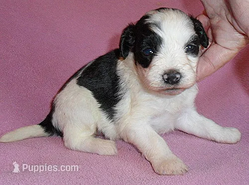 Roxie – Schnoodle puppy for sale in Butler, OH