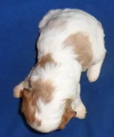 Ollie, a male Cockapoo for sale in Butler, OH – 4 of 6