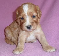 Molly, a female Cockapoo for sale in Butler, OH – 5 of 7
