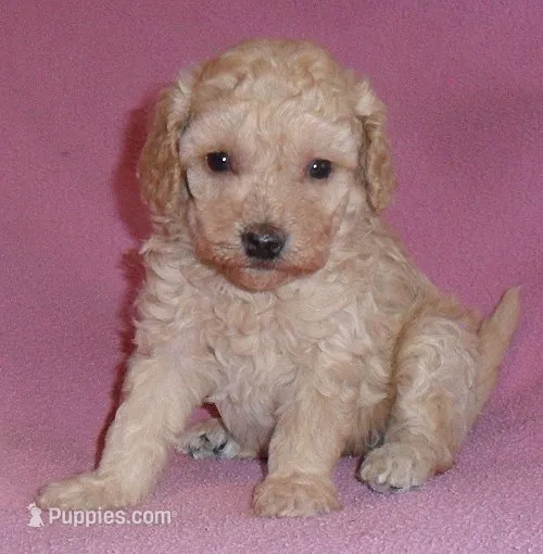 Daisy – Poodle - Miniature  puppy for sale in Butler, OH