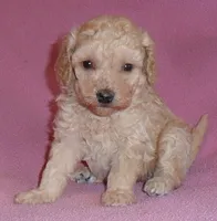 Daisy, a female Poodle - Miniature  for sale in Butler, OH – 1 of 6