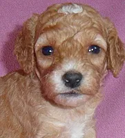 Lucy, a female Cockapoo for sale in Butler, OH – 2 of 5