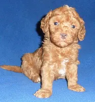 Rusty, a male Poodle - Miniature  for sale in Butler, OH – 2 of 6