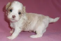 Pumpkin, a female Shihpoo for sale in Butler, OH – 3 of 10