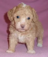 Lilly, a female Poodle - Miniature  for sale in Butler, OH – 2 of 6