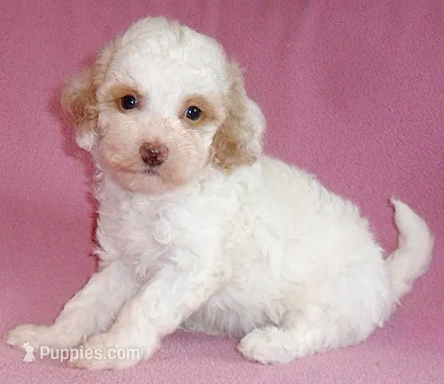 Lola – Poodle - Miniature  puppy for sale in Butler, OH
